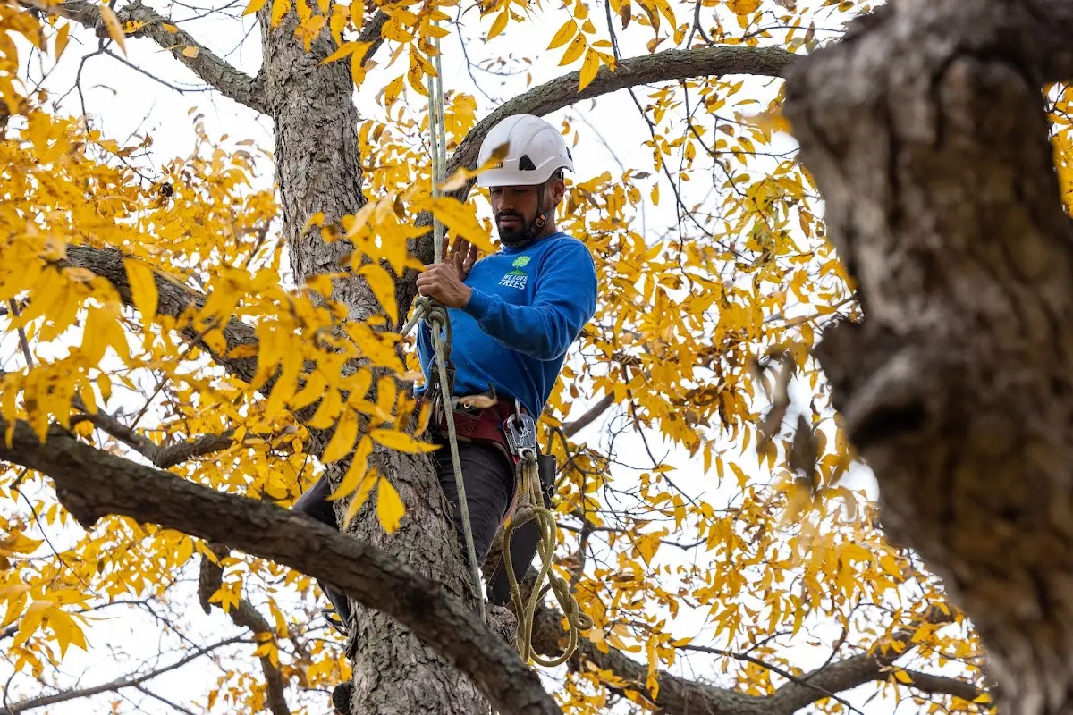 Skilled Tree Pruning crew working in Woodstock